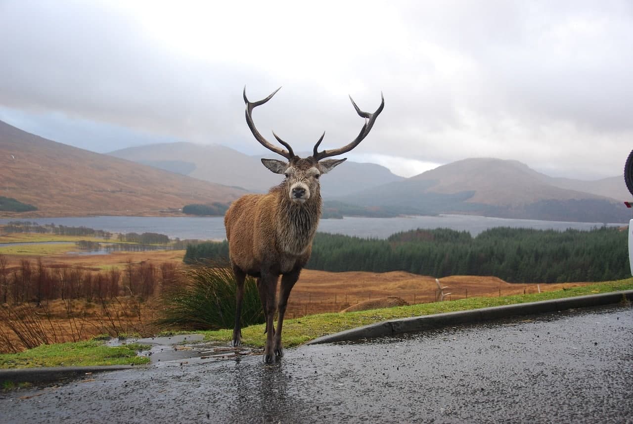 Cairngorms