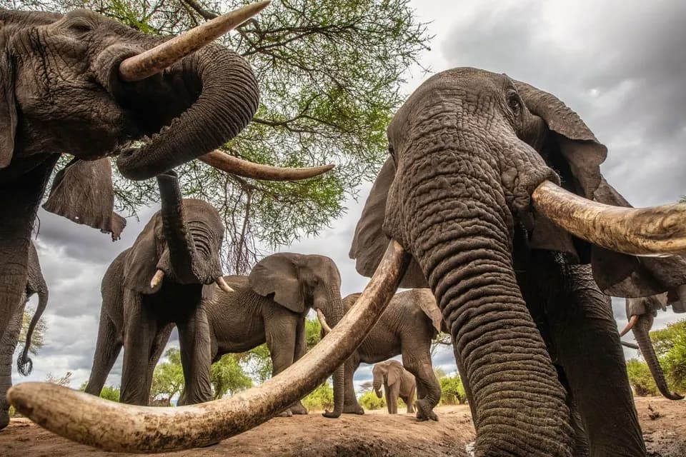 African Elephant