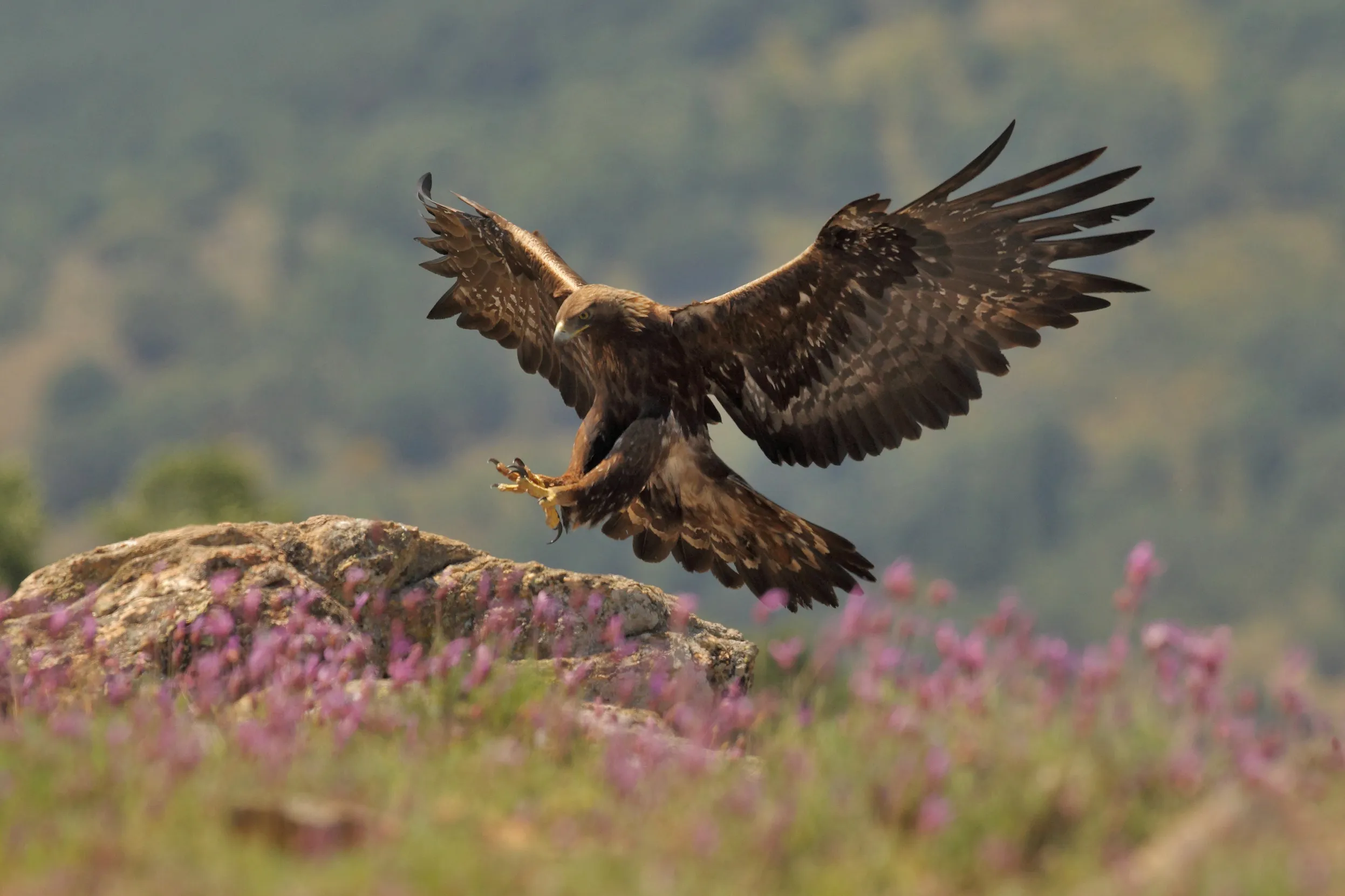 Golden Eagle