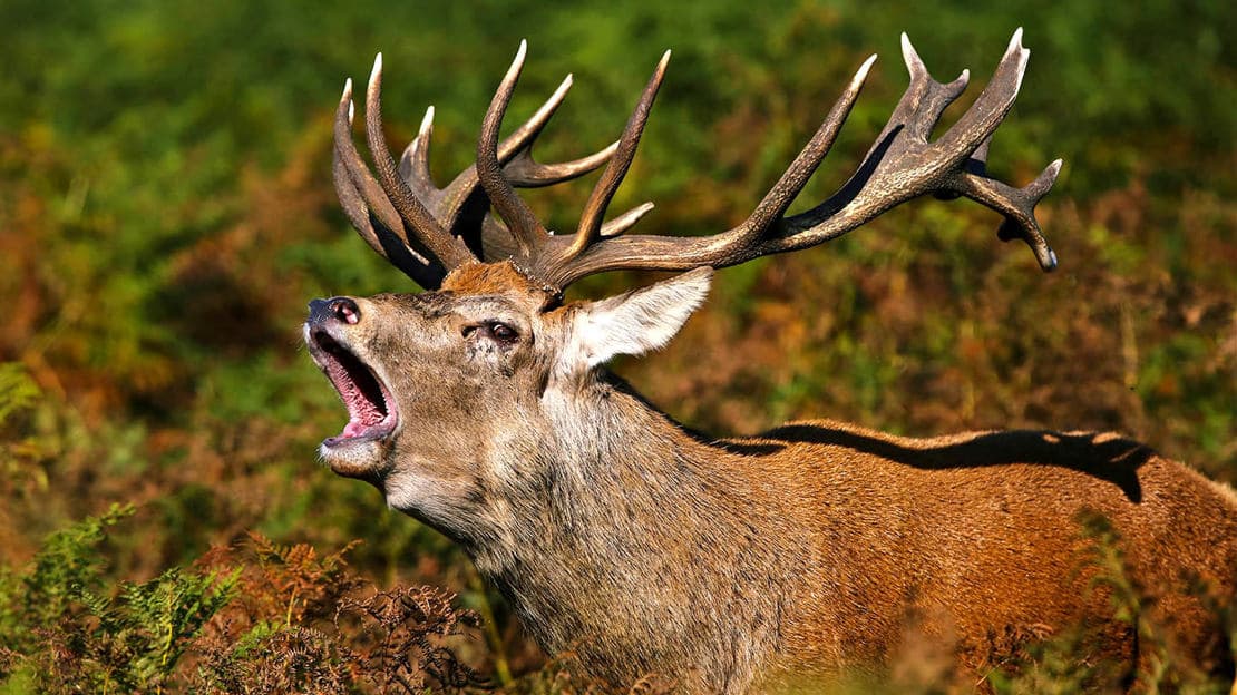 Red Deer in the Highlands